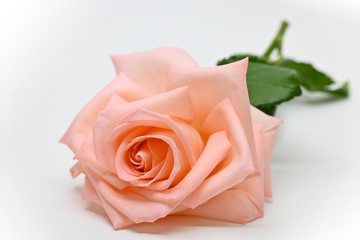 Fototapeta na wymiar single orange rose flower blossom isolated on white background