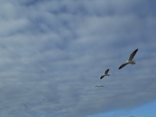 Seagulls