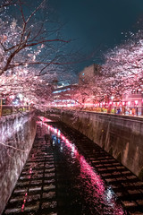 東京都 目黒区 目黒川の夜桜	