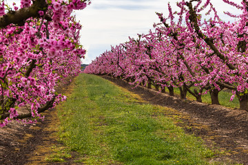 Blooming meocotone tree plantations in early spring