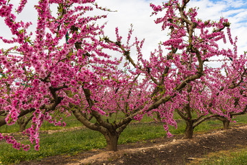 Blooming meocotone tree plantations in early spring
