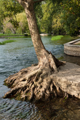 Platane an der Sorgue bei Fontaine-de-Vaucluse
