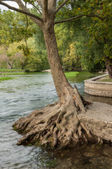 Platane an der Sorgue bei Fontaine-de-Vaucluse