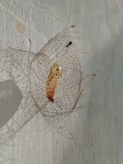 butterfly on tree trunk