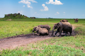 African elephants or Loxodonta cyclotis in mud
