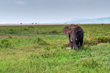 African elephant or Loxodonta cyclotis in nature