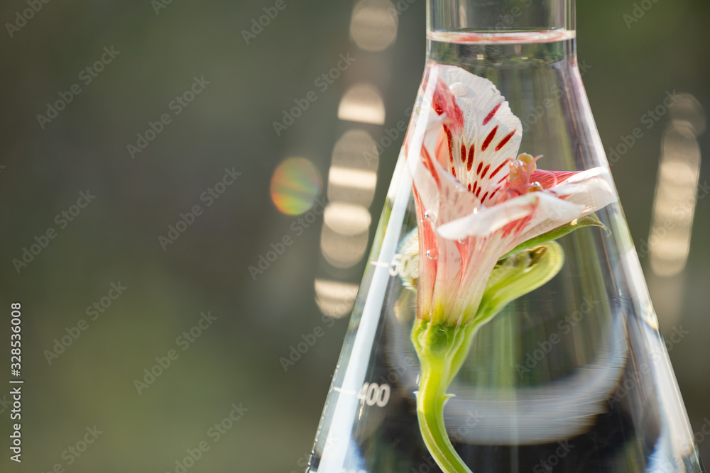 Wall mural in laboratory ,natural orgaric extraction and flower herble aroma assence in flasks.beauty scientist