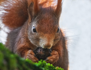 Fressendes Eichhörnchen im Baum
