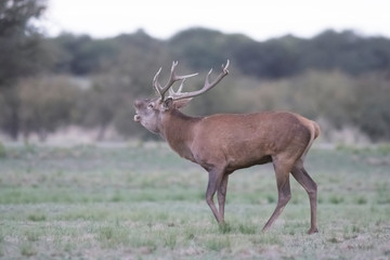 Female Red deer herd in La Pampa, Argentina, Parque Luro Nature Reserve