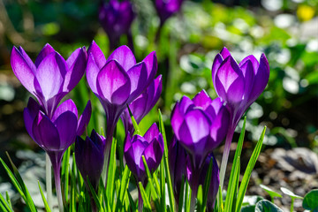 Violet crocuses in early spring garden. Close-up flowering crocuses Ruby Giant on natural green background. Soft selective focus.