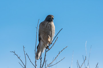 Roadside Hawk perched, calden forest, La Pampa , Argentina