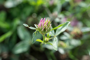 Petite fleur de printemps macro 