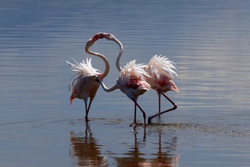 Obraz premium Rosaflamingos