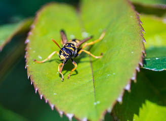 Close up of European tube wasp, Ancistrocerus gazella on leaf