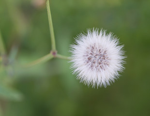 A Close up of white dandelion Taraxacum officinale flowers in summer against green background