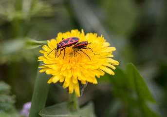 Two firebugs, Pyrrhocoris Apterus, feeding on a beautiful yellow dandelion Taraxacum officinale flower against green background