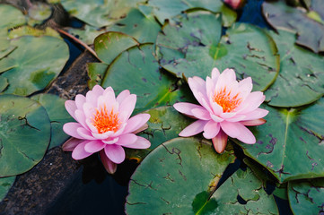 Two Beautiful blooming pink Lotus floating in water, plant lily in a pond, morning time. Saturated colors and vibrant detail, surreal image.