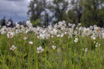 Anemone field