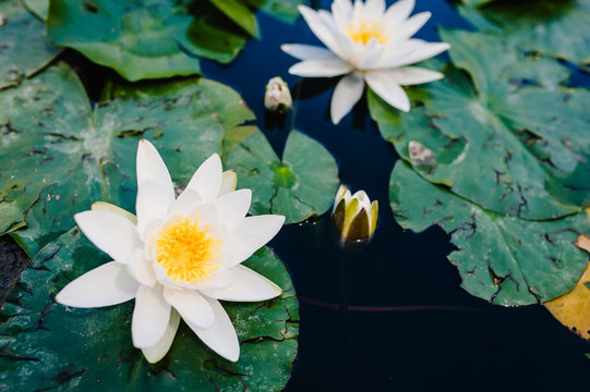 Many Beautiful blooming white Lotus floating in water, plant lily in a pond, morning time. Saturated colors and vibrant detail, surreal image.