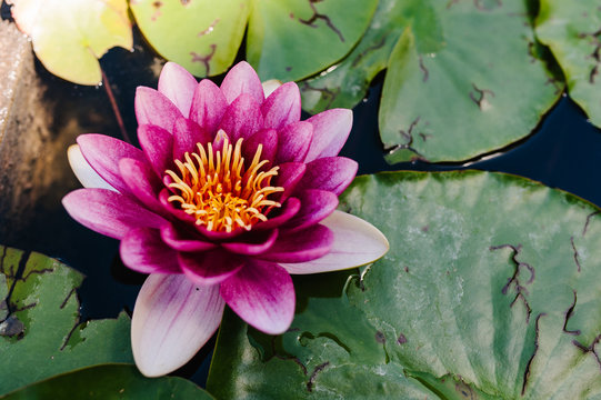 Beautiful blooming pink Lotus floating in water, plant lily in a pond, morning time. Saturated colors and vibrant detail, surreal image.