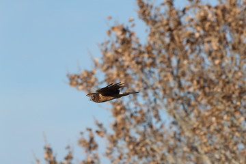 Northern Harrier,  Bosque del Apache,wildlife reserve , New Mexico,USA