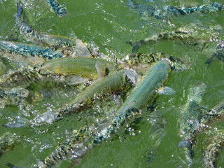 Obraz premium fish feeding