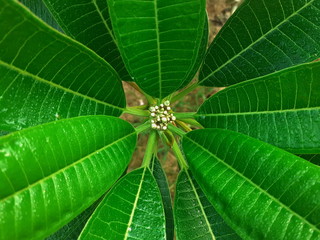 Close-up of a tropical, concept in which a leaf, with a plumeria flower bud of a green nature, abstract texture for the background.