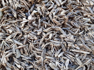 Close-up of tropical concept, with flowers of bamboo of nature, brown, abstract texture for background.