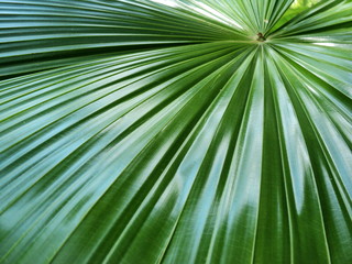 Close-up of tropical, concept texture leaves, abstract green, nature for background