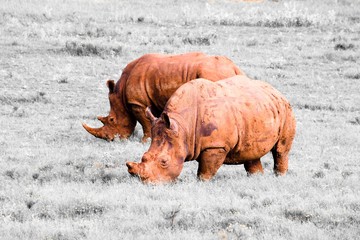 white rhino