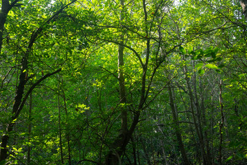 Obraz premium Sunlight through tropical forest background