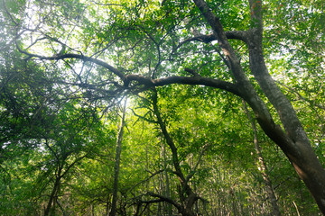 sunlight passing through tree leaves in tropical forest