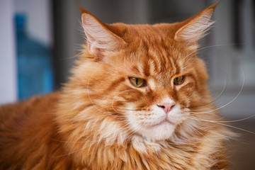 Portrait of a red maine coon cat.