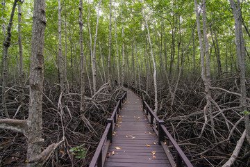 ASIA THAILAND HUA HIN MANGROVE FOREST PARK
