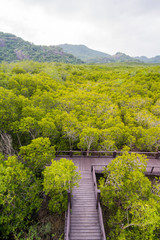 ASIA THAILAND HUA HIN MANGROVE FOREST PARK