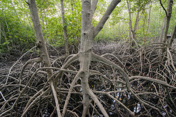 ASIA THAILAND HUA HIN MANGROVE FOREST PARK