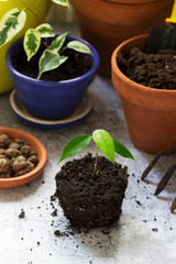 Transplanting ficus benjamin into large pots. Tools and plants on the background of the room.