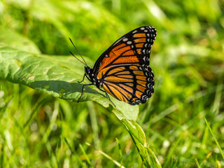 Fototapeta na wymiar viceroy butterfly resting on leaf in grass