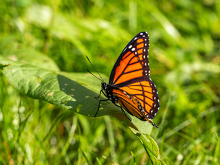 viceroy butterfly sitting on grass