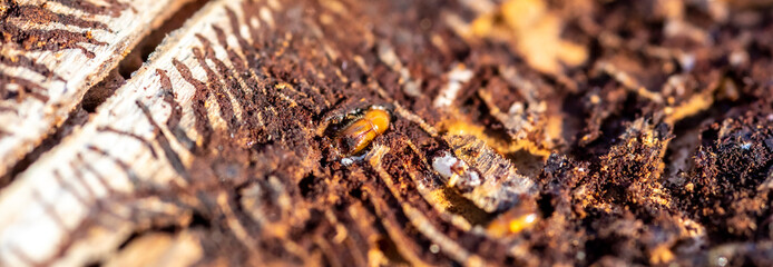 spruce with bark beetle infestation - obrazy, fototapety, plakaty