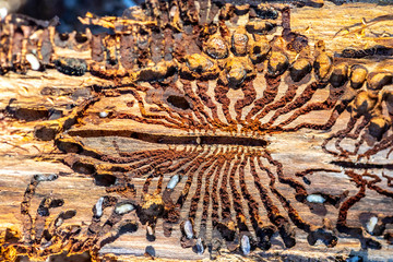 spruce with bark beetle infestation - obrazy, fototapety, plakaty