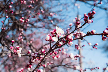 Branches of a blossoming cherry on a background of blue sky