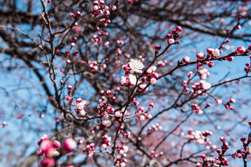 Branches of a blossoming cherry on a background of blue sky