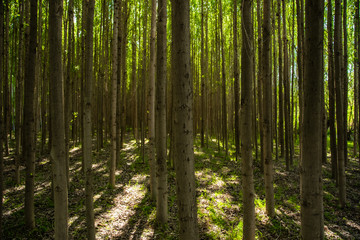 The beautiful scenery of a green forest during a beautiful sunny day with tall trees, grass and moss.