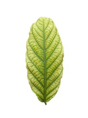 Cananga leaf,(Lagerstroemia speciosa (L.) Pers.),Beautiful leaf patterns.green leaves isolated on white background.