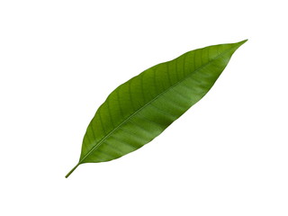 Fototapeta premium Mango leaves ( Mangifera indica L. ) Green leaves isolated on white background 