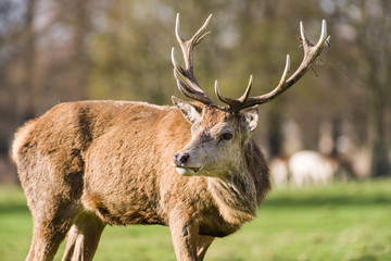 Fototapeta premium Red deer (Cervus elaphus) male stag,,United Kingdom