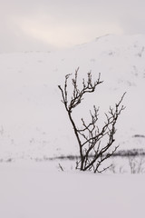 Fototapeta na wymiar Top of a tree covered in snow
