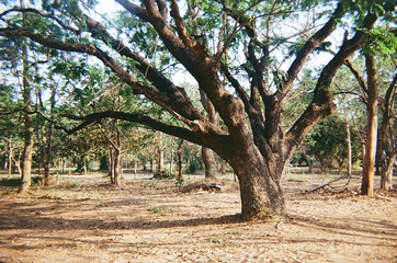 Fototapeta premium The tree campus