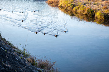 カモの陣列